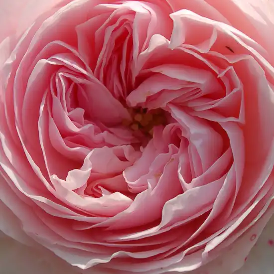 Trandafiri online - Roz - trandafir acoperitor - fără parfum - Rosa Produs nou - Tim Hermann Kordes - ,-